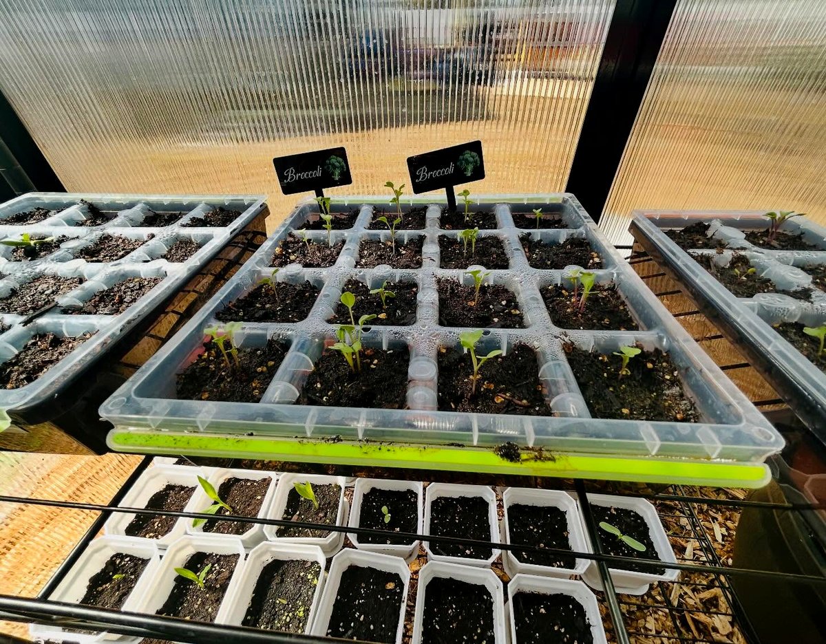 Broccoli seedlings in the greenhouse