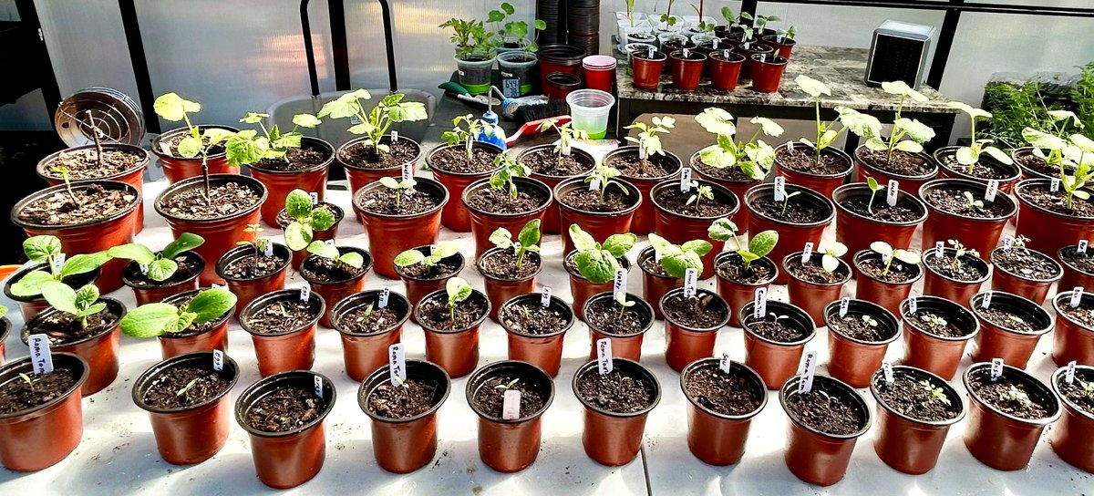 Starter plants ready for sale