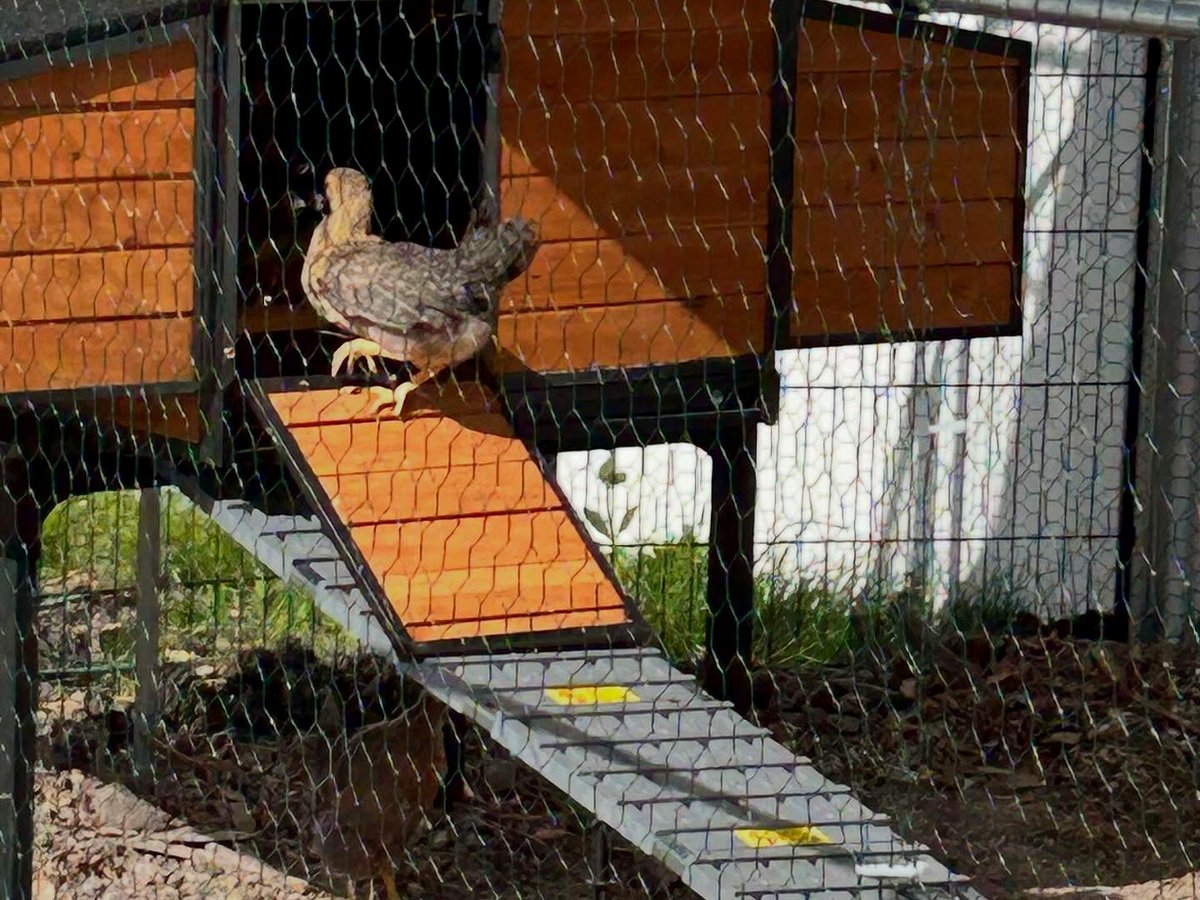 Chicken on the coop ramp